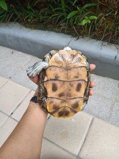 Sami - Turtle Reptile