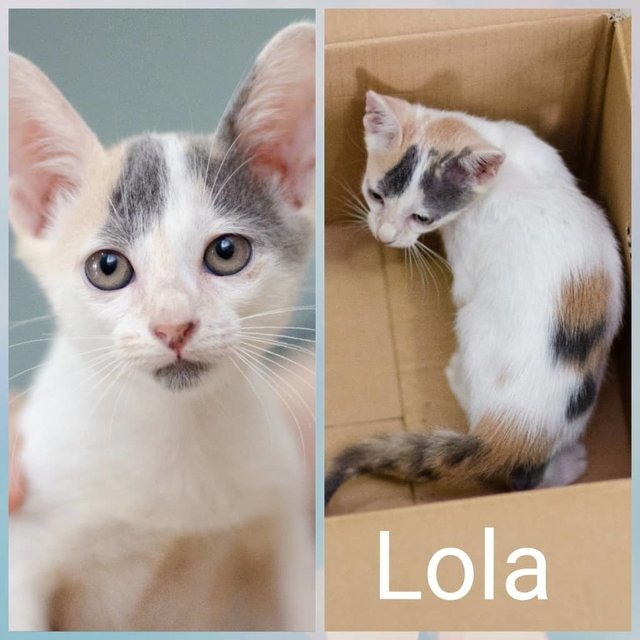 Lola - Domestic Medium Hair Cat