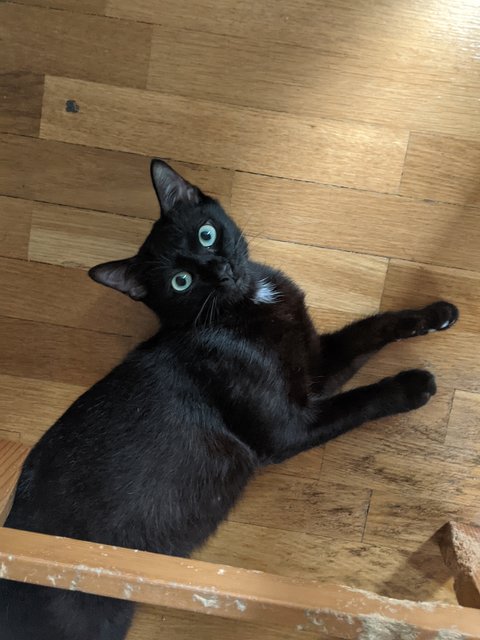 Luna  - Domestic Short Hair Cat