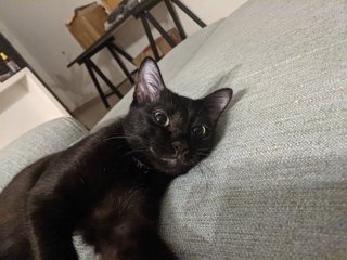 Luna  - Domestic Short Hair Cat