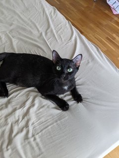 Luna  - Domestic Short Hair Cat