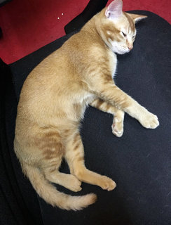 Xiaobao - Domestic Short Hair Cat