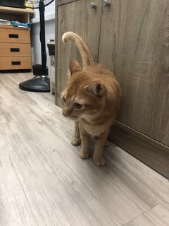Xiaobao - Domestic Short Hair Cat