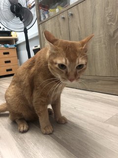 Xiaobao - Domestic Short Hair Cat