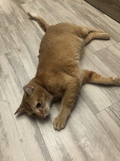 Xiaobao - Domestic Short Hair Cat