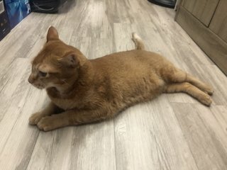 Xiaobao - Domestic Short Hair Cat