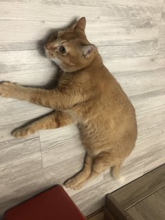 Xiaobao - Domestic Short Hair Cat