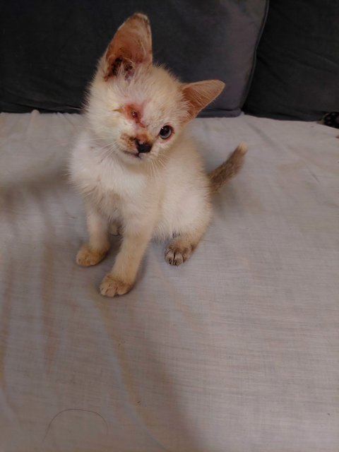 Blue - Domestic Short Hair Cat