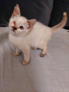 Blue - Domestic Short Hair Cat