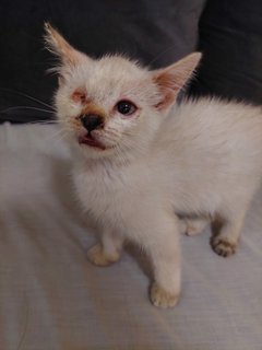 Blue - Domestic Short Hair Cat