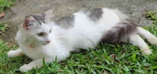 Dragon Girl ( The Affectionate One) - Domestic Medium Hair Cat