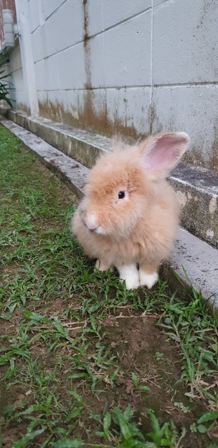 Oppa And Flurry - Bunny Rabbit + Angora Rabbit Rabbit