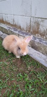 Oppa And Flurry - Bunny Rabbit + Angora Rabbit Rabbit