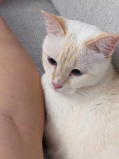 Cotton - Domestic Short Hair Cat