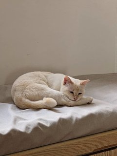 Cotton - Domestic Short Hair Cat