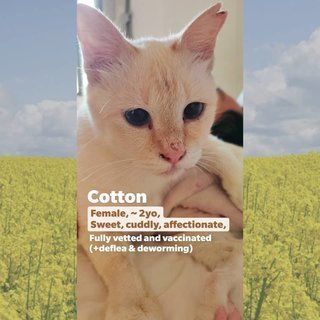 Cotton - Domestic Short Hair Cat