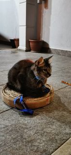 Luna loves to sphinx on her scratching pad 