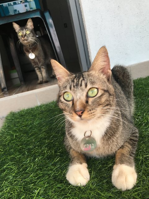 Meeko &amp; Luna - Domestic Short Hair + Domestic Medium Hair Cat