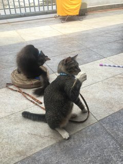 Meeko &amp; Luna - Domestic Short Hair + Domestic Medium Hair Cat