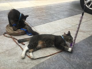 Super playful Meeko with Luna again on her pad