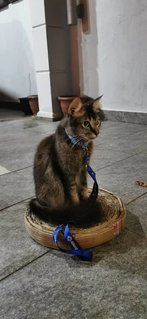 Luna on her scratching pad