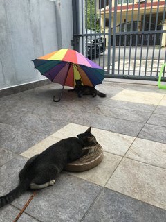 Luna loves being under an umbrella. Both are very good as they hardly attempt to exit my gate 