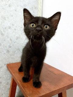 Onyx &amp; Bubbles - Domestic Short Hair + Siamese Cat