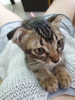 Kitten - Tabby + Domestic Short Hair Cat