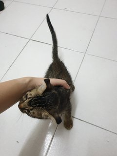 Kitten - Tabby + Domestic Short Hair Cat