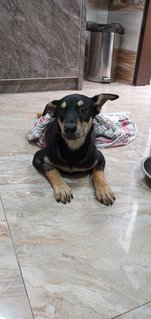 Blacky - Mixed Breed Dog