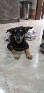 Blacky - Mixed Breed Dog