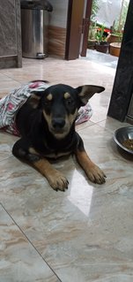 Blacky - Mixed Breed Dog