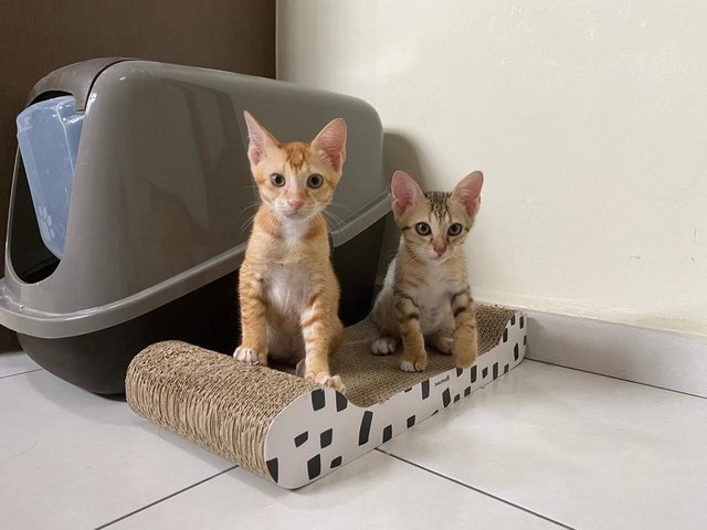 Rupert And Norbert - Domestic Short Hair Cat