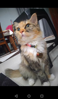 Innaya - Persian + Domestic Long Hair Cat