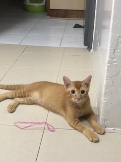 Toby And Lily - Domestic Medium Hair Cat