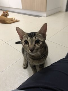 Toby And Lily - Domestic Medium Hair Cat