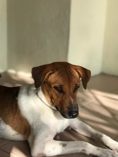 Jimmy  - Mixed Breed Dog