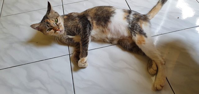 Girl - Domestic Short Hair + Calico Cat