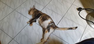 Girl - Domestic Short Hair + Calico Cat