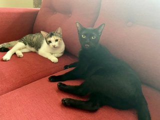 Cedar &amp; Ebony - Domestic Short Hair Cat