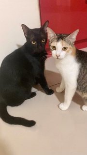 Cedar &amp; Ebony - Domestic Short Hair Cat