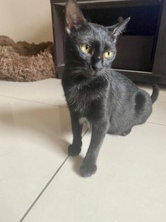 Cedar &amp; Ebony - Domestic Short Hair Cat