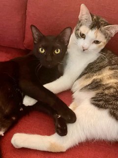 Cedar &amp; Ebony - Domestic Short Hair Cat