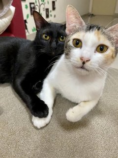 Cedar &amp; Ebony - Domestic Short Hair Cat