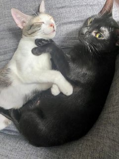 Cedar &amp; Ebony - Domestic Short Hair Cat