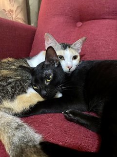 Cedar &amp; Ebony - Domestic Short Hair Cat