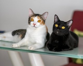 Cedar &amp; Ebony - Domestic Short Hair Cat