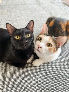 Cedar &amp; Ebony - Domestic Short Hair Cat