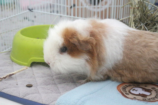 Lance - The Guinea Pig - Guinea Pig Small & Furry