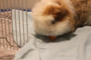 Lance - The Guinea Pig - Guinea Pig Small & Furry